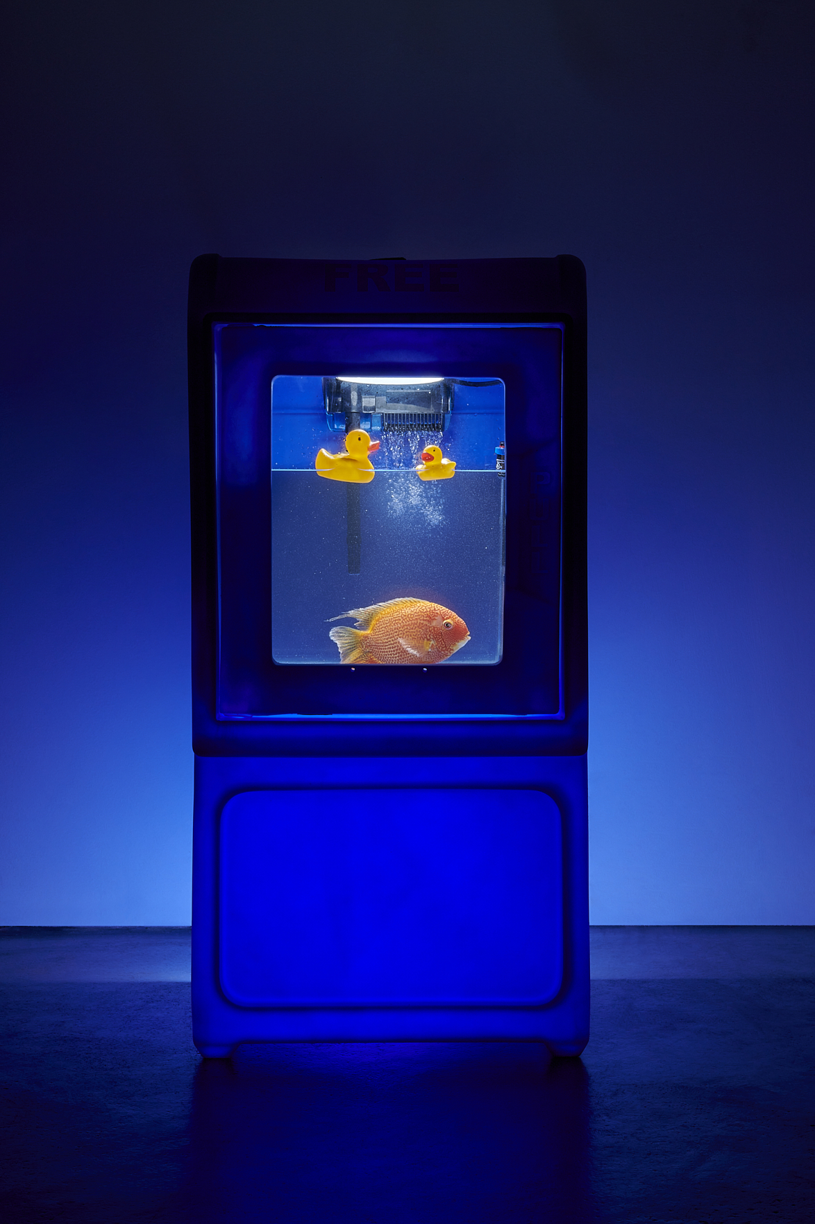 a fish in a tank with rubber ducks. Carlo Sampietro